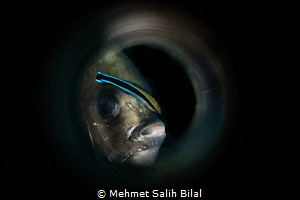 Batfish cleaning  through the key hole. by Mehmet Salih Bilal 